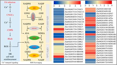 Integrated transcriptome and metabolome analysis unveil the response mechanism in wild rice (Zizania latifolia griseb.) against sheath rot infection